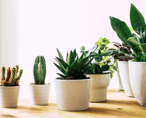 Best Houseplants For Colorado Featured