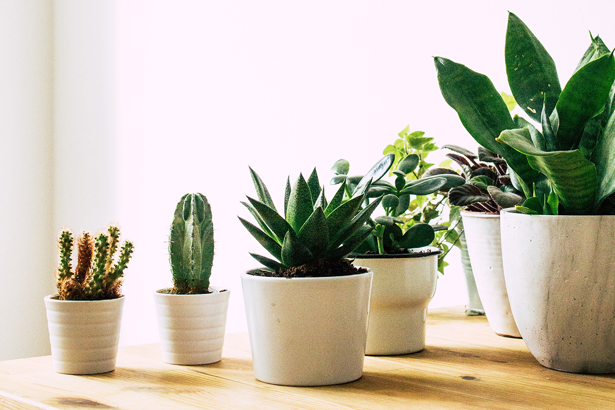 ceramic plant pots indoor large Galore Home