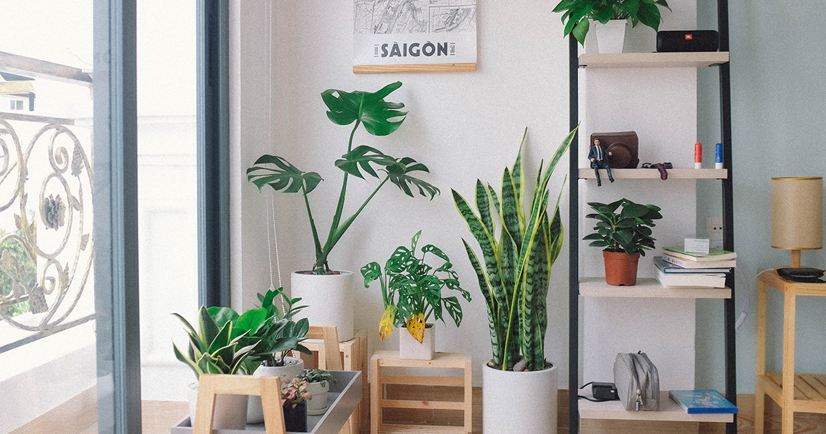 Best Houseplants For Colorado Colorado Houseplants CLM