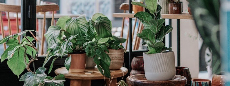 Best Indoor Plants For Colorado